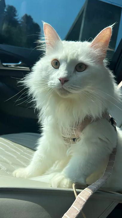 TikTok video thumbnail by junluna.life