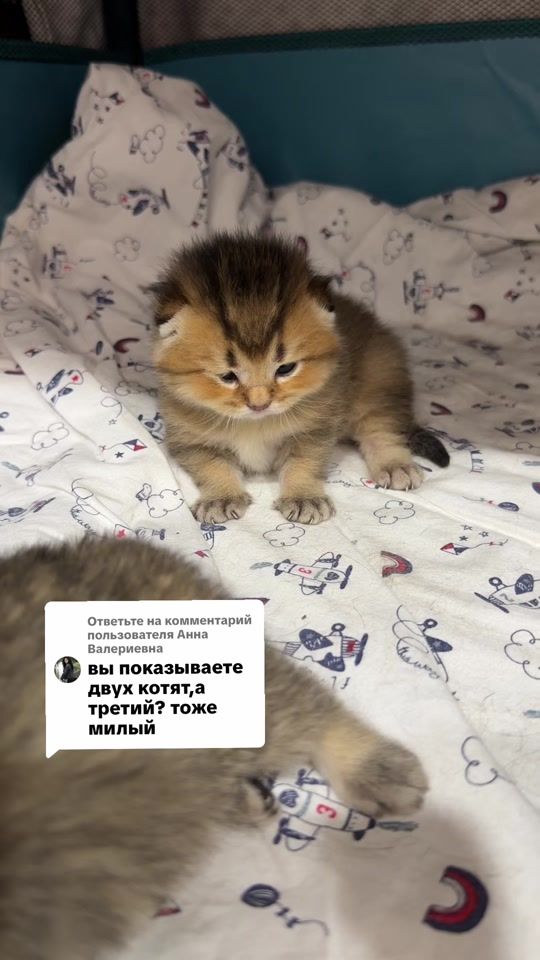 TikTok video thumbnail by tanchik1808