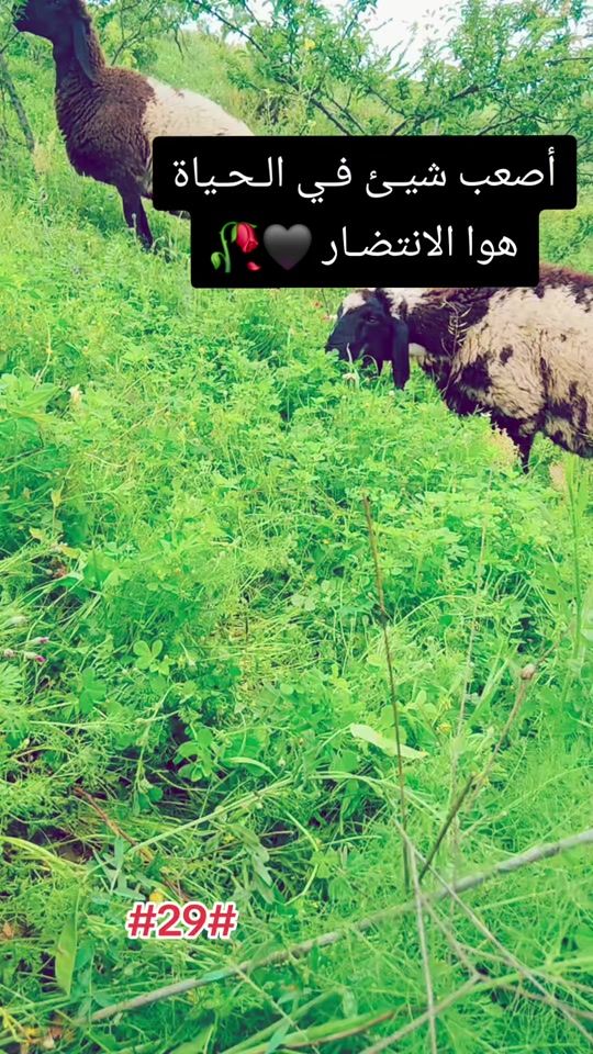 TikTok video thumbnail by m.b.s467