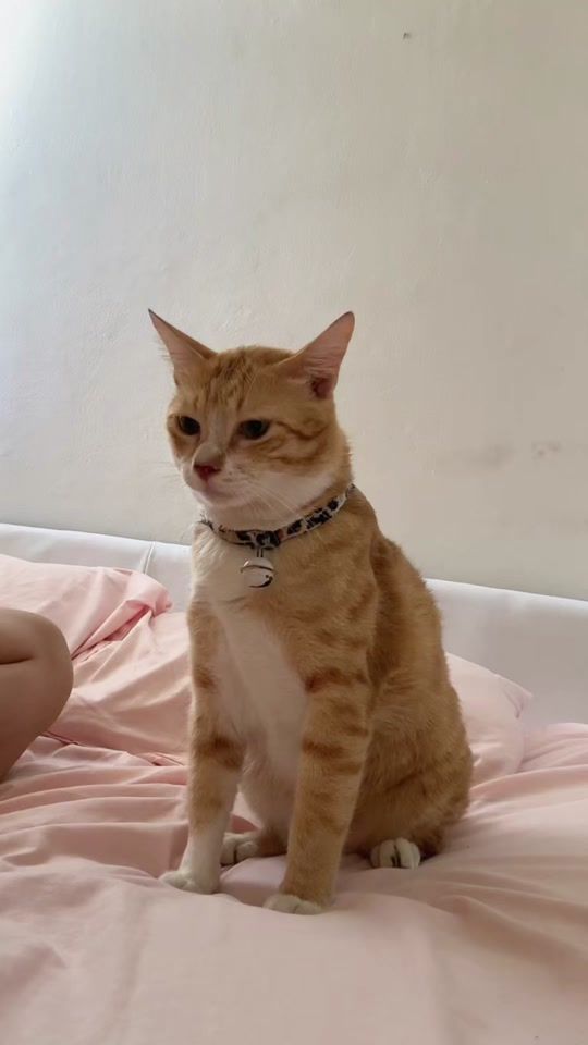 TikTok video thumbnail by lokioren