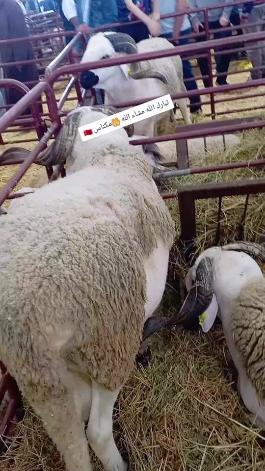TikTok video thumbnail by prinsisasouad0
