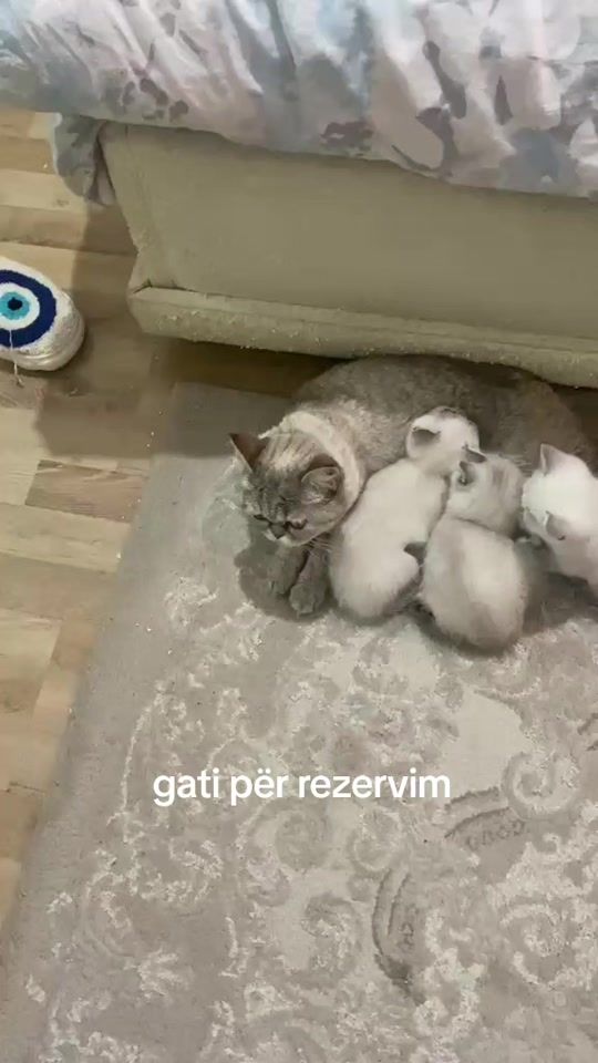 TikTok video thumbnail by pet_store_aria