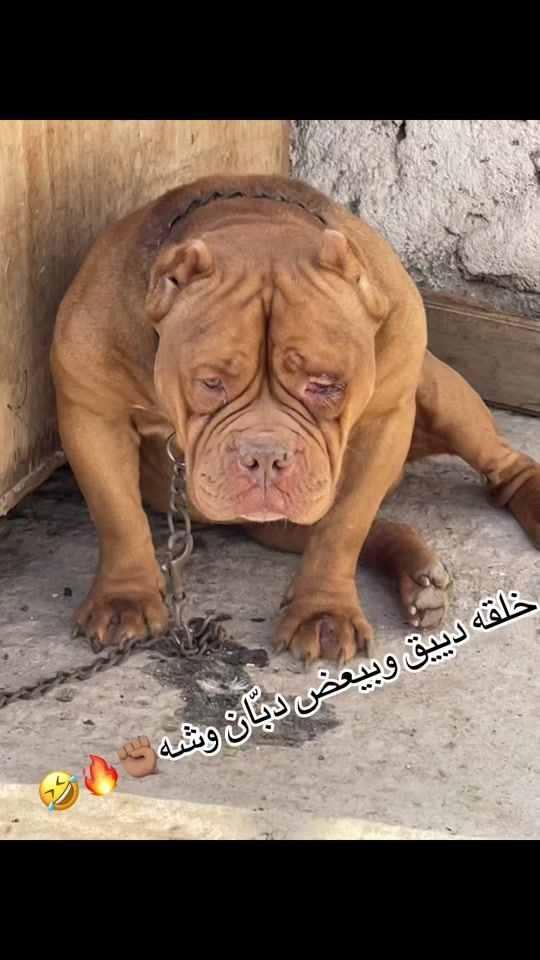 TikTok video thumbnail by abdallah.mamdoh54