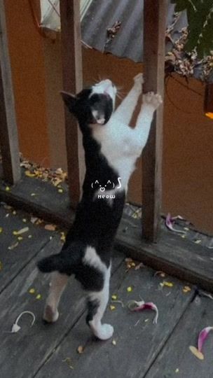 TikTok video thumbnail by iam.pengpos