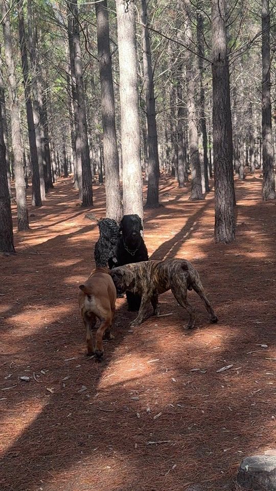 TikTok video thumbnail by narcoboerboels