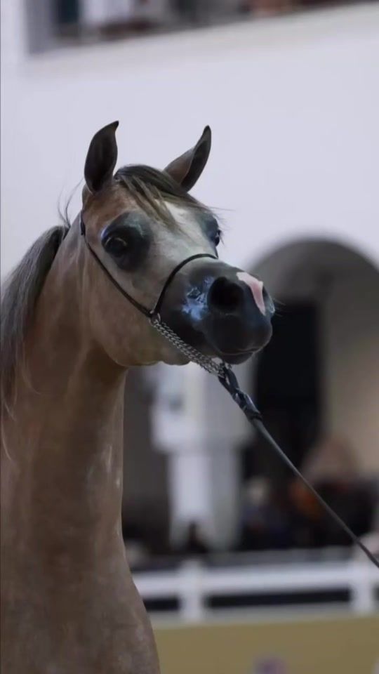 TikTok video thumbnail by 3boelshooo2