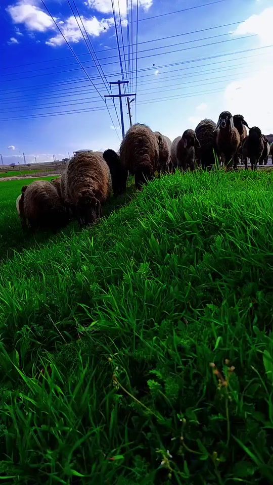 TikTok video thumbnail by mustafa_565656