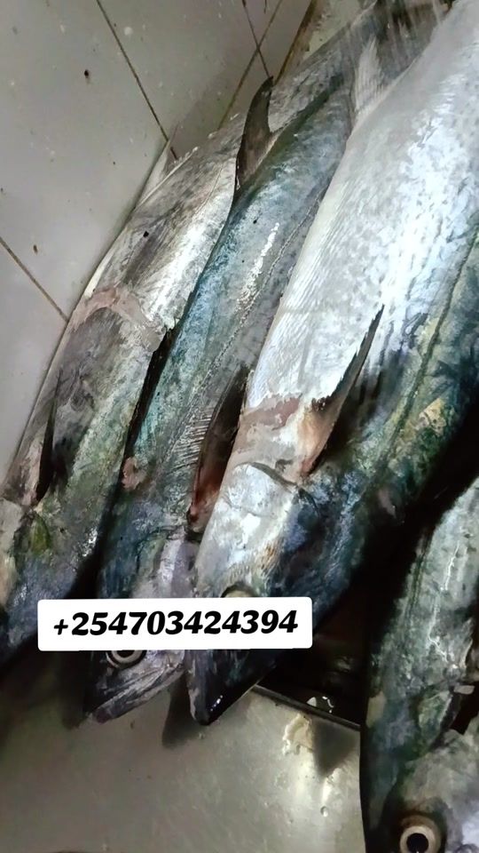 TikTok video thumbnail by mombasafish