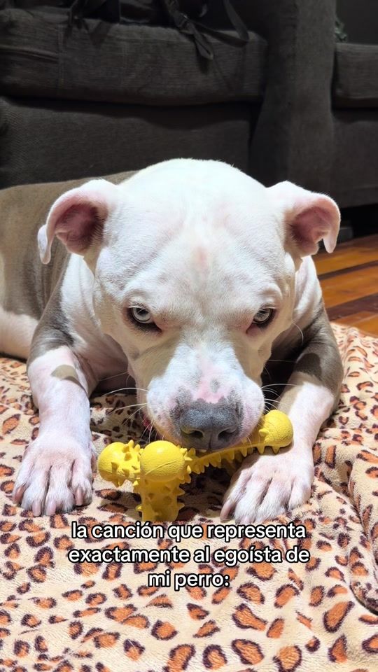 TikTok video thumbnail by thor.americanpit