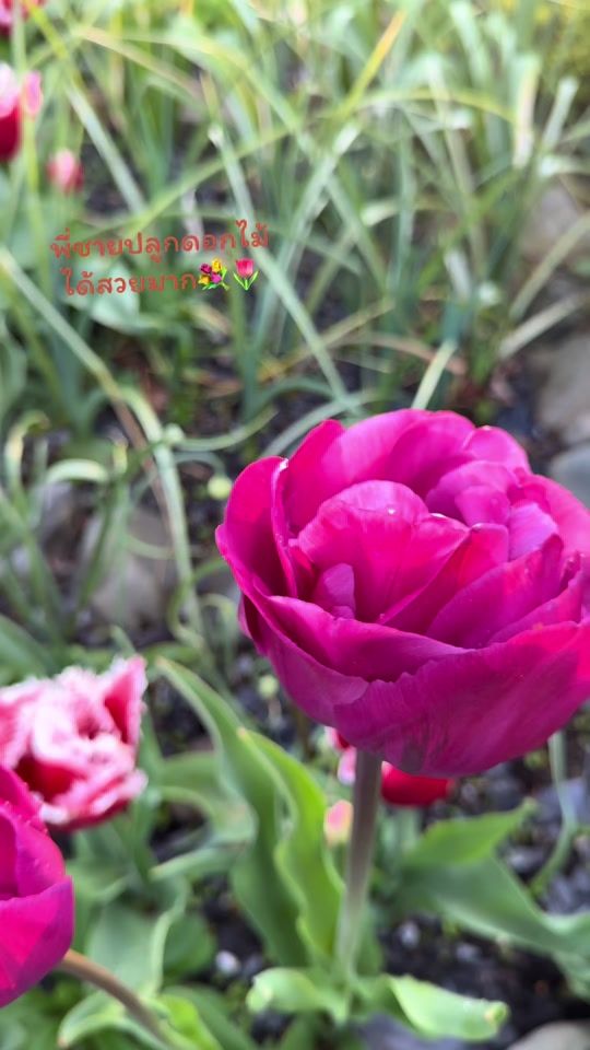 TikTok video thumbnail by bee_bee254