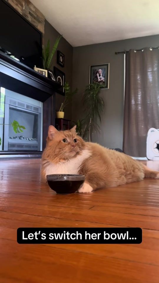 TikTok video thumbnail by fatcat391