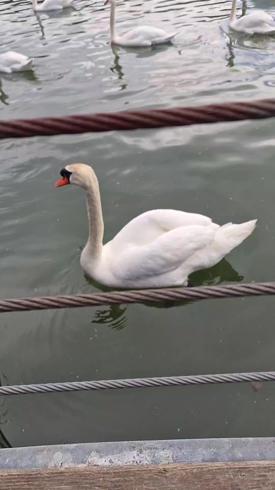 TikTok video thumbnail by _new_life_new_l