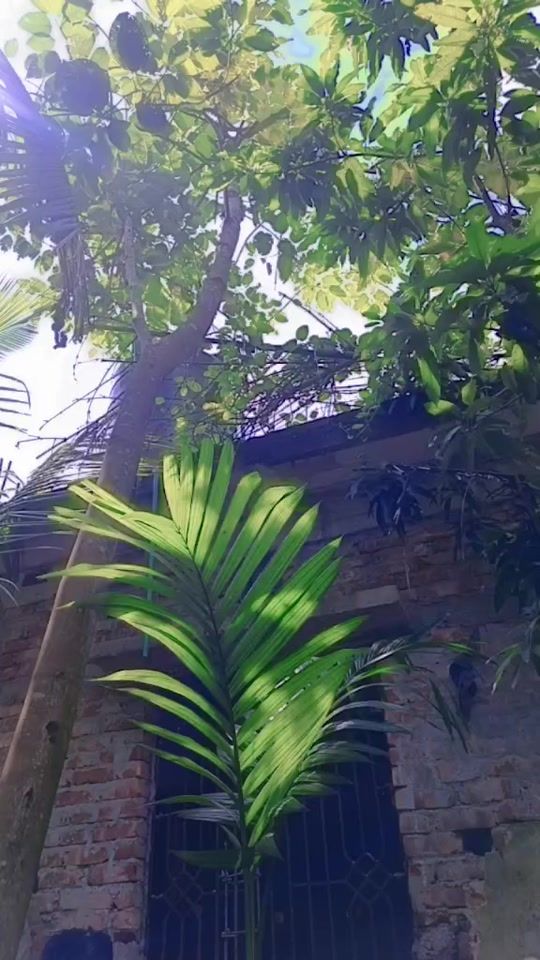 TikTok video thumbnail by mdsujon5476