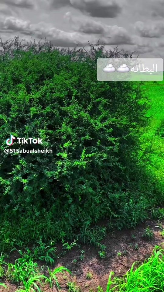 TikTok video thumbnail by absken