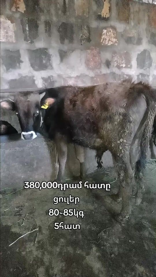 TikTok video thumbnail by cleriarqvacharqarmavirum