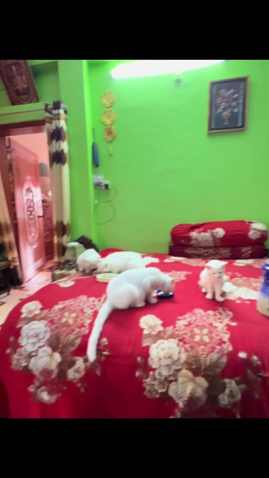 TikTok video thumbnail by mahrin809