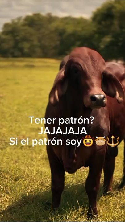 TikTok video thumbnail by marcelithaherna