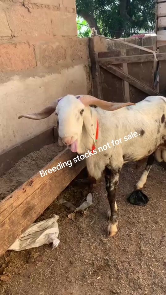 TikTok video thumbnail by hm_farms1
