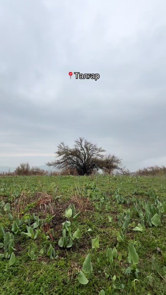 TikTok video thumbnail by low_mov