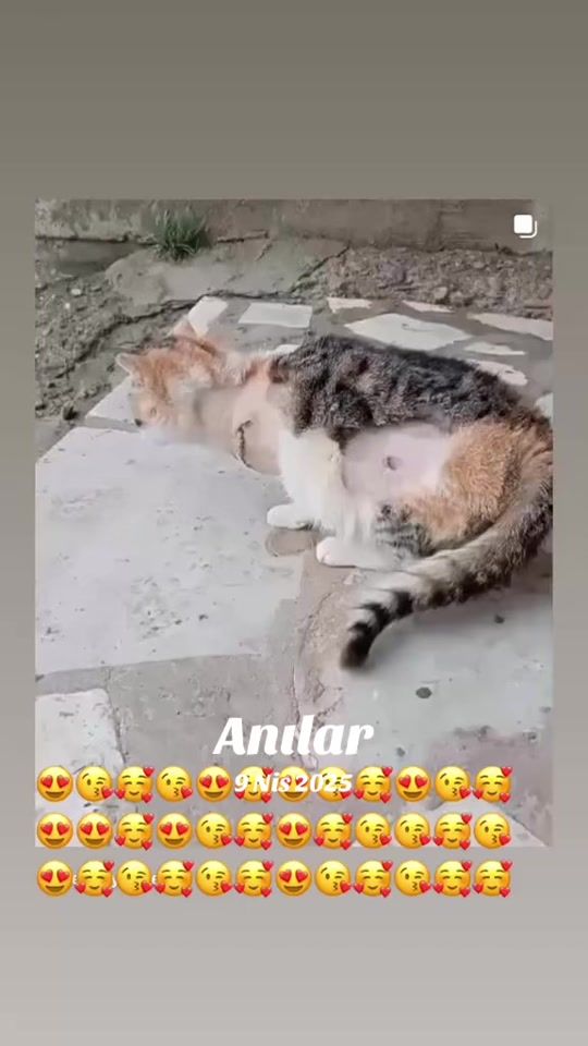 TikTok video thumbnail by kirve7234