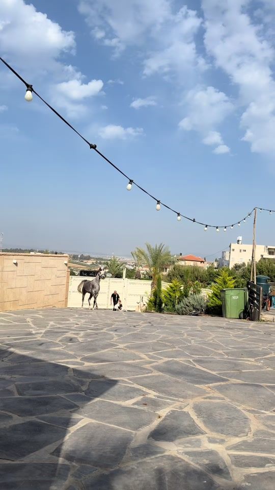 TikTok video thumbnail by abo_7lok