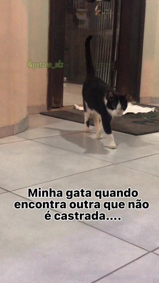 TikTok video thumbnail by petzoo_slz