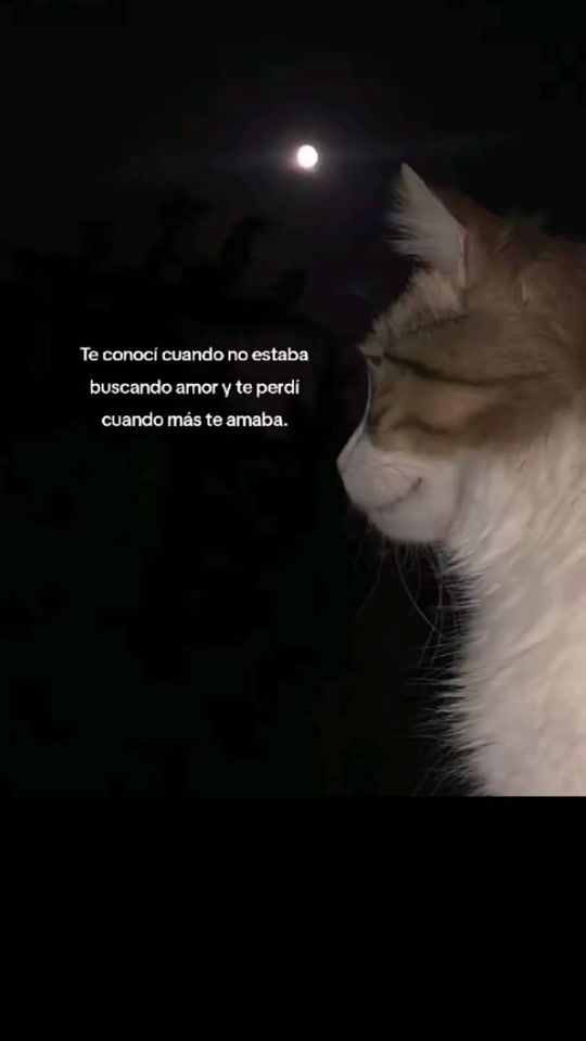 TikTok video thumbnail by david.savino.a