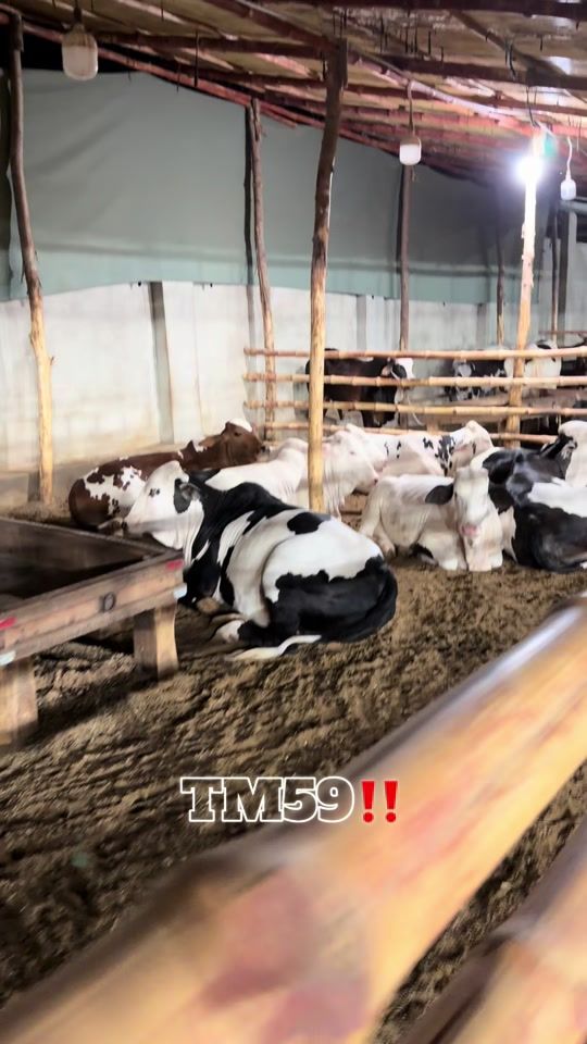 TikTok video thumbnail by mrtaimi59