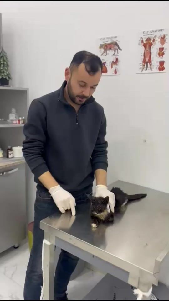 TikTok video thumbnail by vet.dr.eli