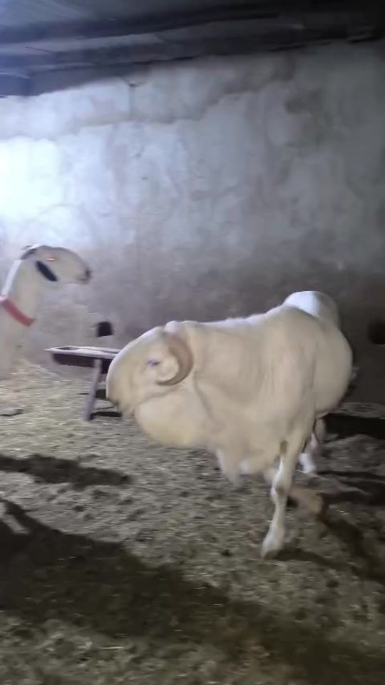 TikTok video thumbnail by seydou.info