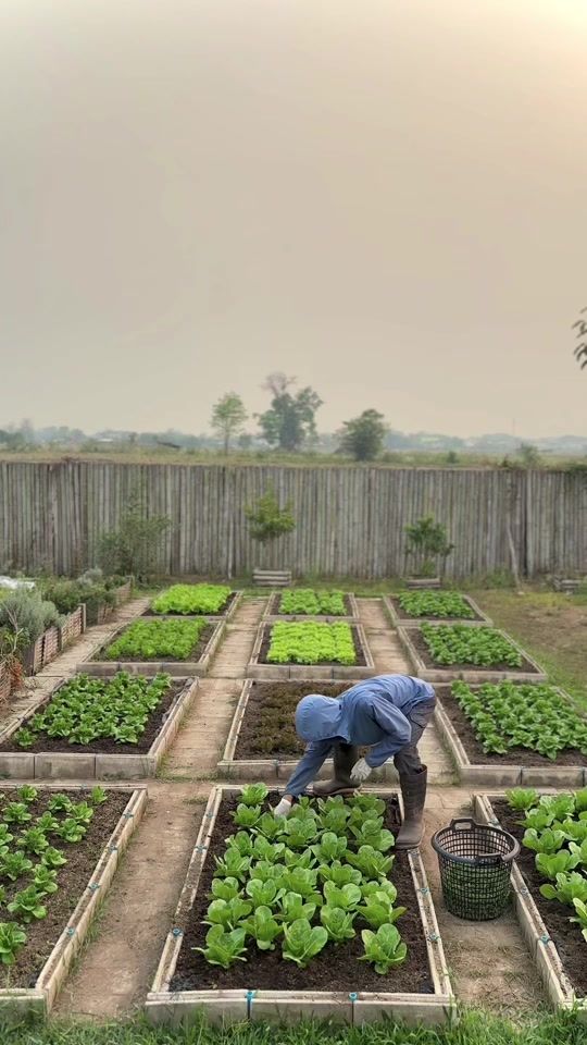 TikTok video thumbnail by house.me.plants