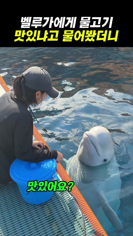 TikTok video thumbnail by dolphin_tok