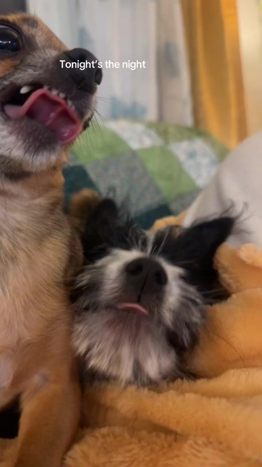 TikTok video thumbnail by binkythechichi2