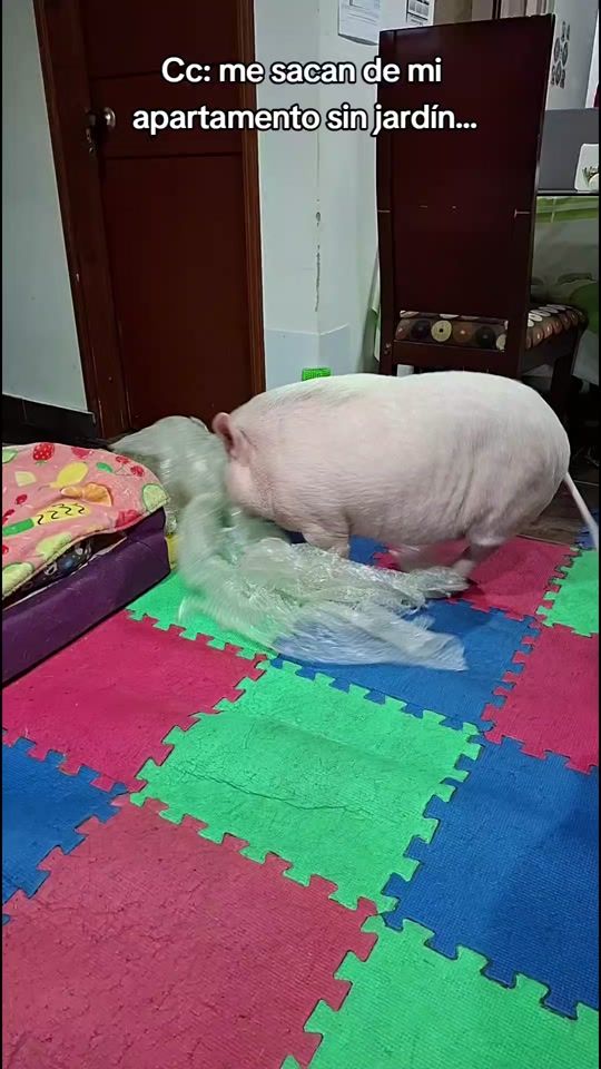 TikTok video thumbnail by ibipig