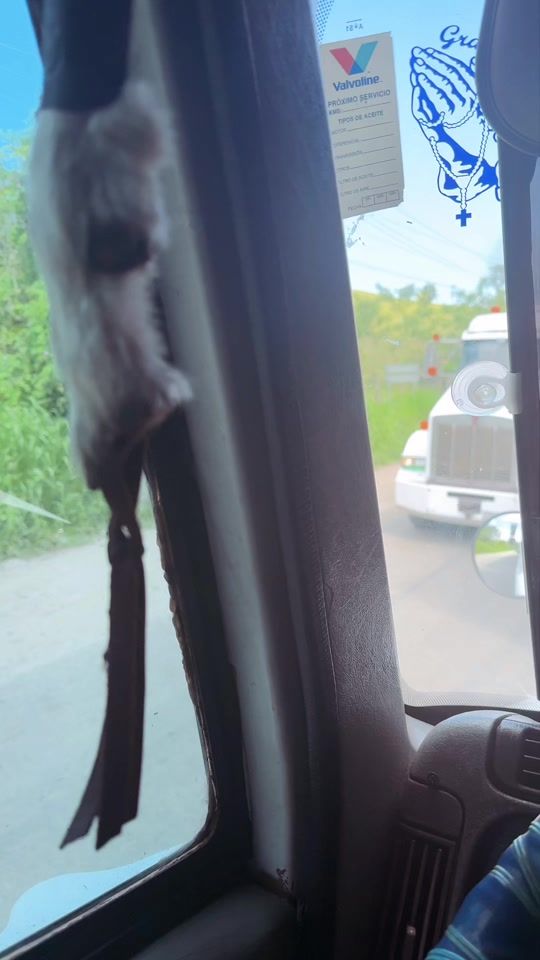 TikTok video thumbnail by holmanlara