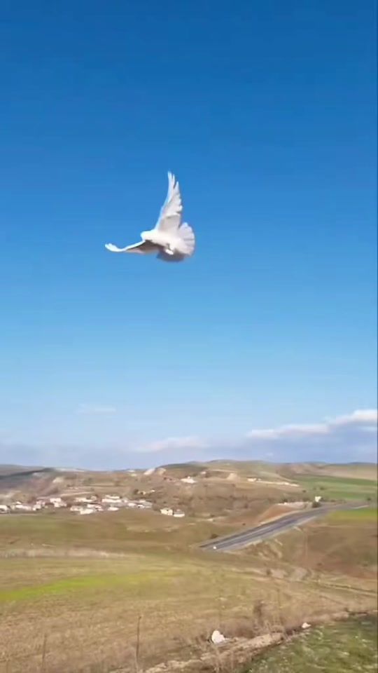 TikTok video thumbnail by ozer62