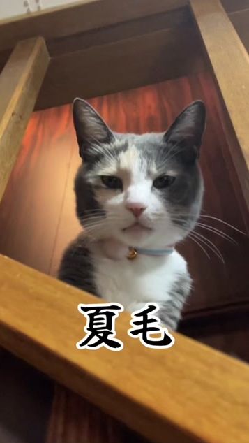 TikTok video thumbnail by chiisakimonotachi2802