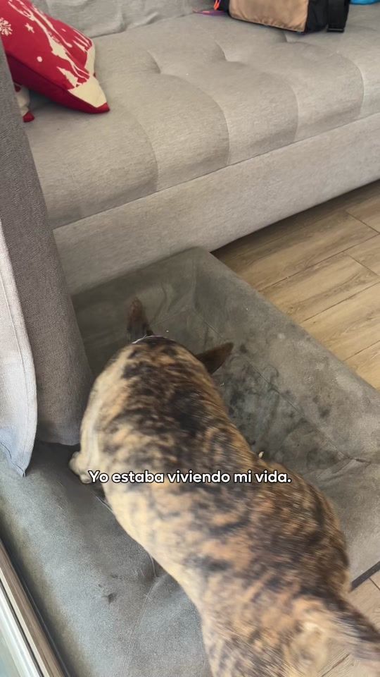 TikTok video thumbnail by mocca.bullterrier