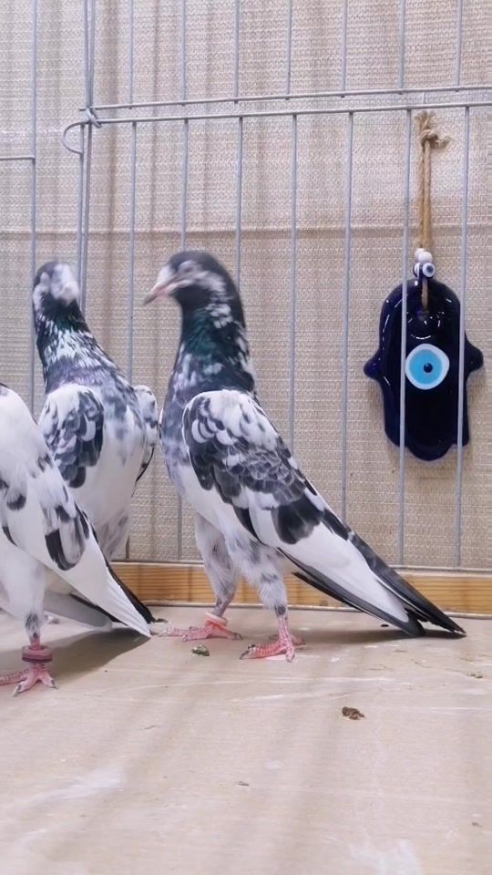 TikTok video thumbnail by lbreki