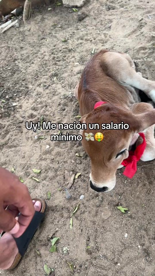 TikTok video thumbnail by rey.driver7
