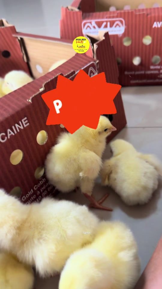 TikTok video thumbnail by malikavolaille