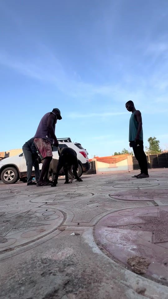 TikTok video thumbnail by kj_kennel2