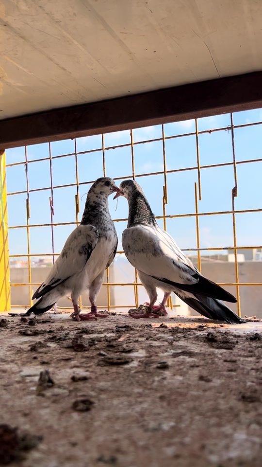 TikTok video thumbnail by mala_araz