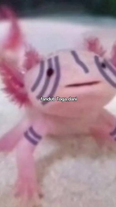TikTok video thumbnail by toga_dani