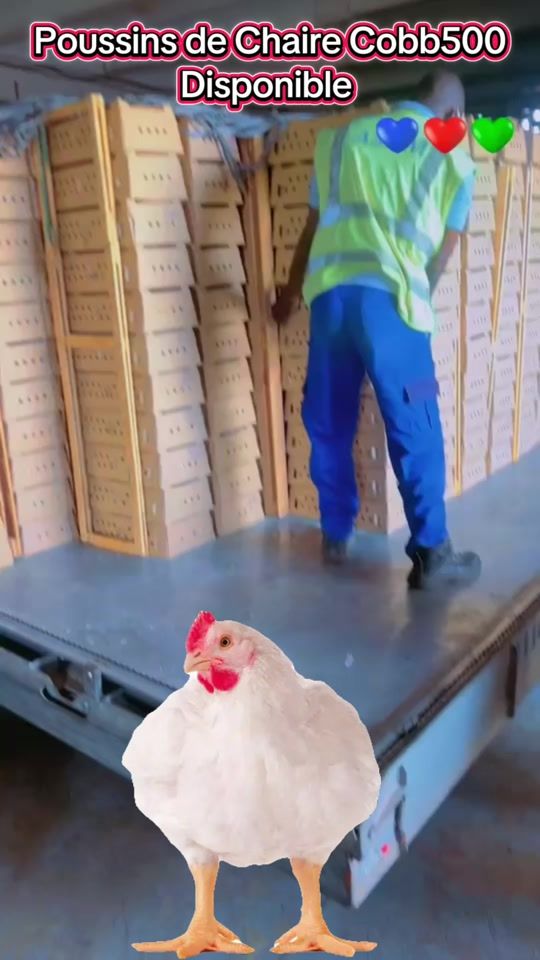 TikTok video thumbnail by thiam_agro_global
