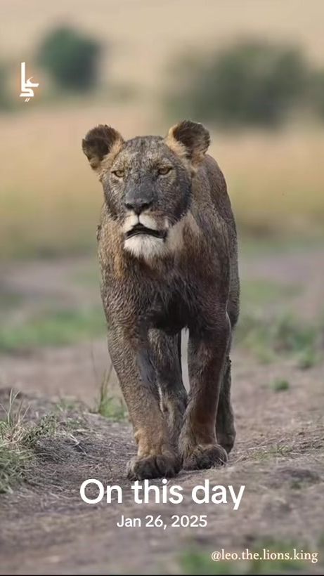 TikTok video thumbnail by leo.the.lions.king