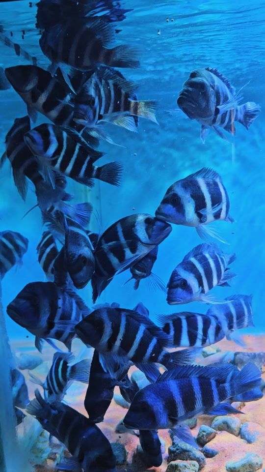 TikTok video thumbnail by beauty_tropicalfish