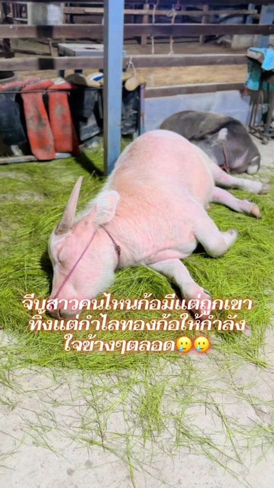 TikTok video thumbnail by t636007