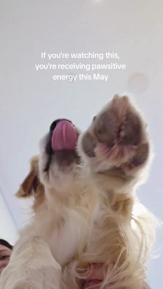 TikTok video thumbnail by goldenduonz