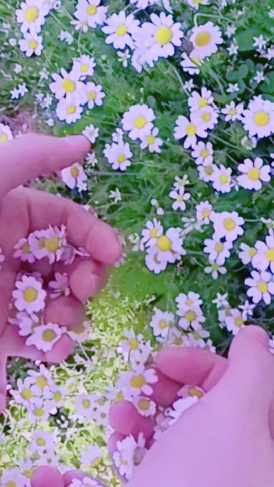 TikTok video thumbnail by ______arzu_____